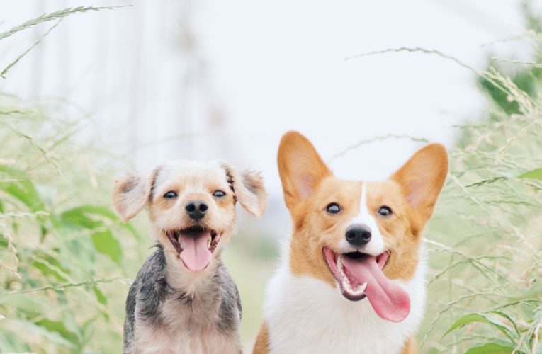 Preventing Home Dog Fights in Lansing